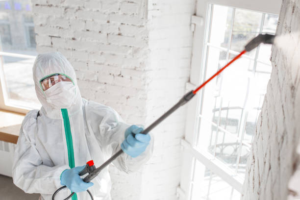 Best Biohazard Mold Removal  in Lmerton, PA