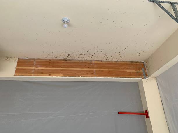 Best Forensic Mold Investigation  in Lmerton, PA