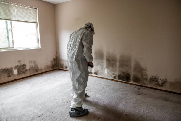 Best Mold Damage Restoration  in Lmerton, PA